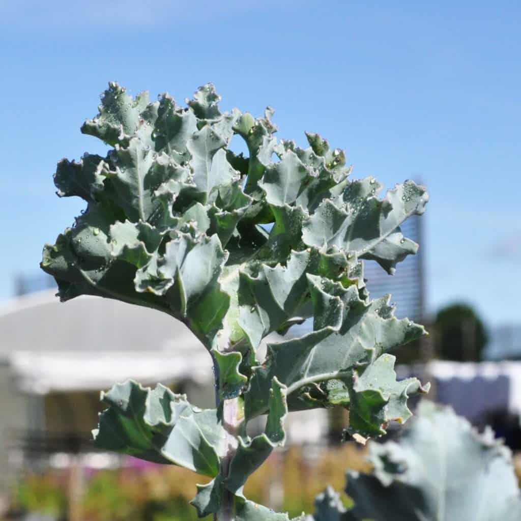 Crambe maritima ---